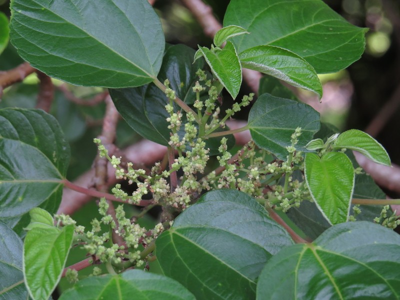 Debregeasia australis photo 7