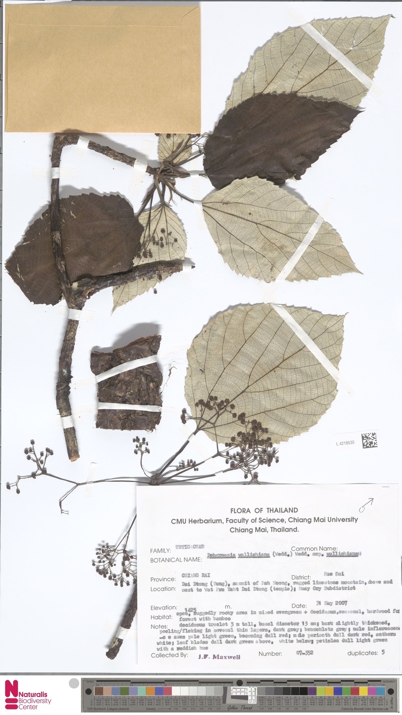 Debregeasia wallichiana subsp. wallichiana