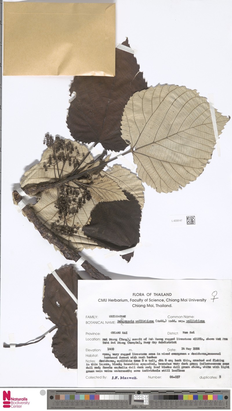 Debregeasia wallichiana subsp. wallichiana photo 2