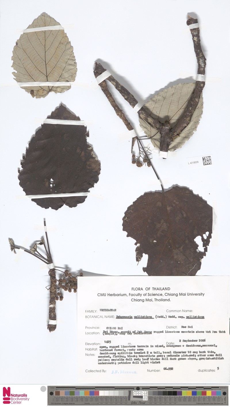 Debregeasia wallichiana subsp. wallichiana photo 3