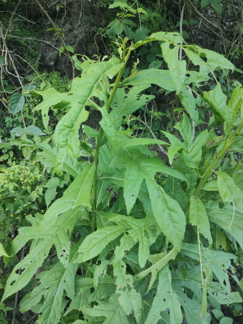 Decachaeta haenkeana photo 2