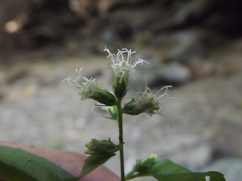 Decachaeta haenkeana photo 3