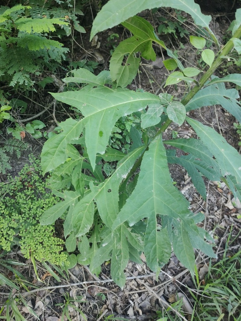 Decachaeta haenkeana photo 5