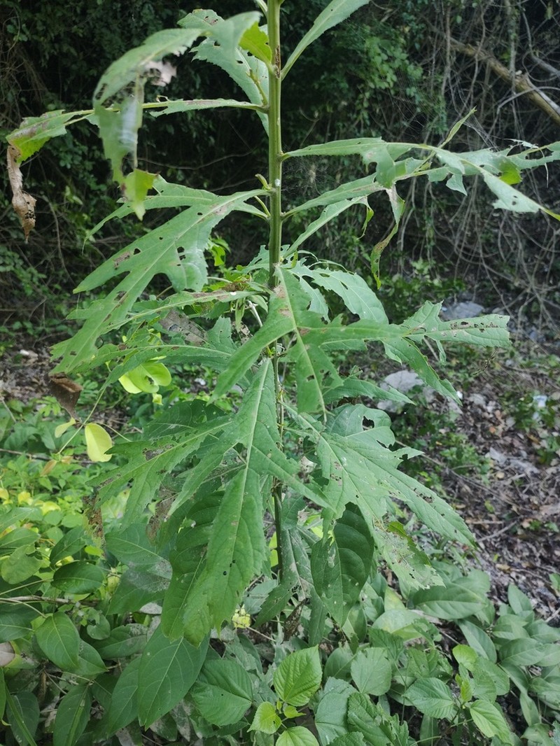 Decachaeta haenkeana photo 6