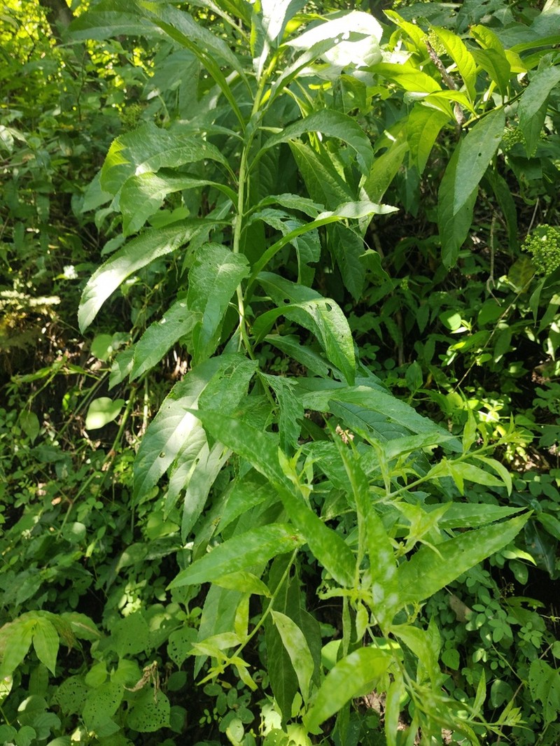 Decachaeta haenkeana photo 8