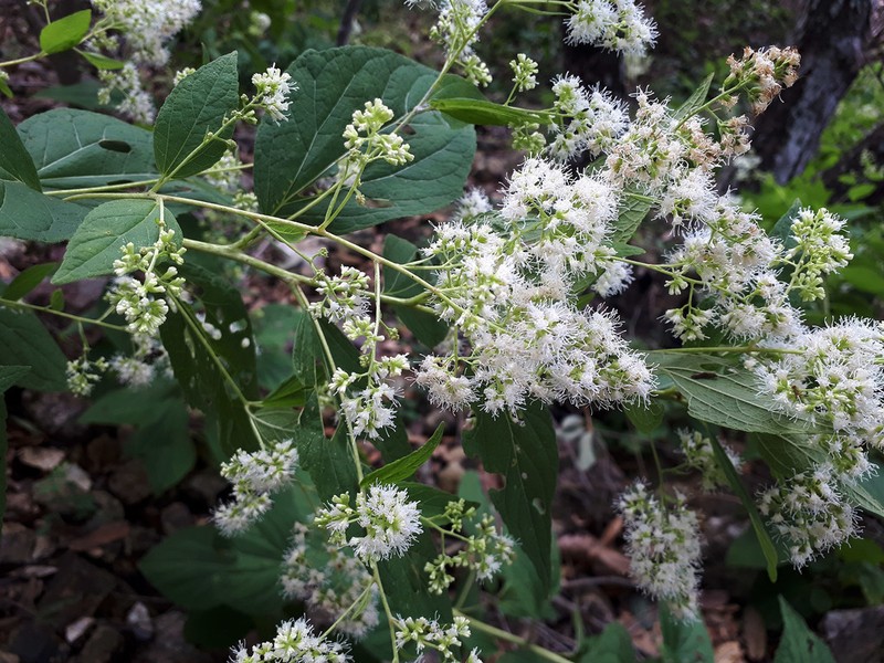 Decachaeta ovatifolia