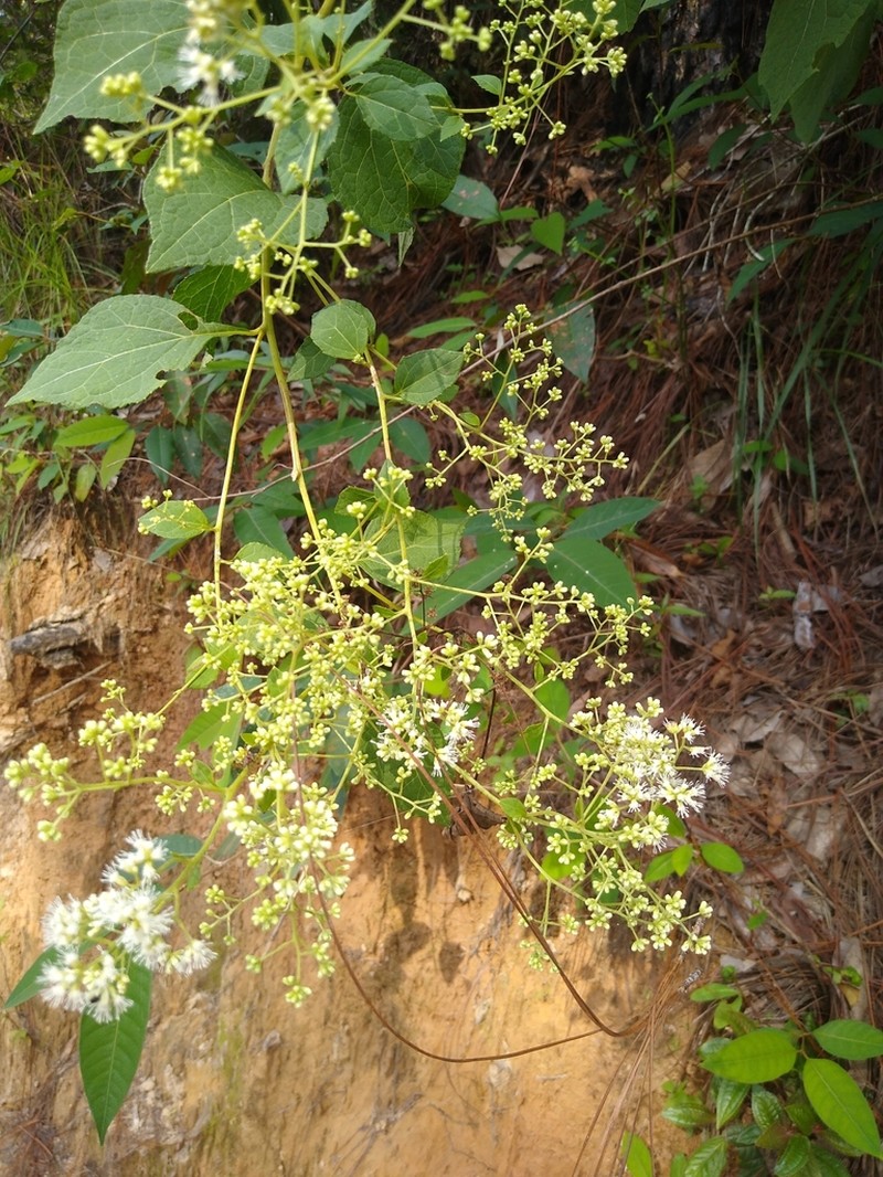 Decachaeta ovatifolia photo 2