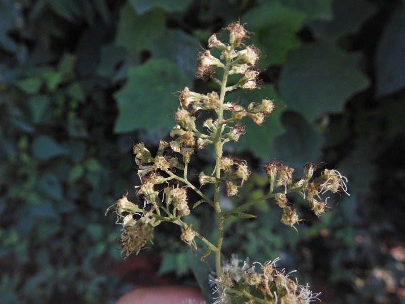 Decachaeta ovatifolia photo 3
