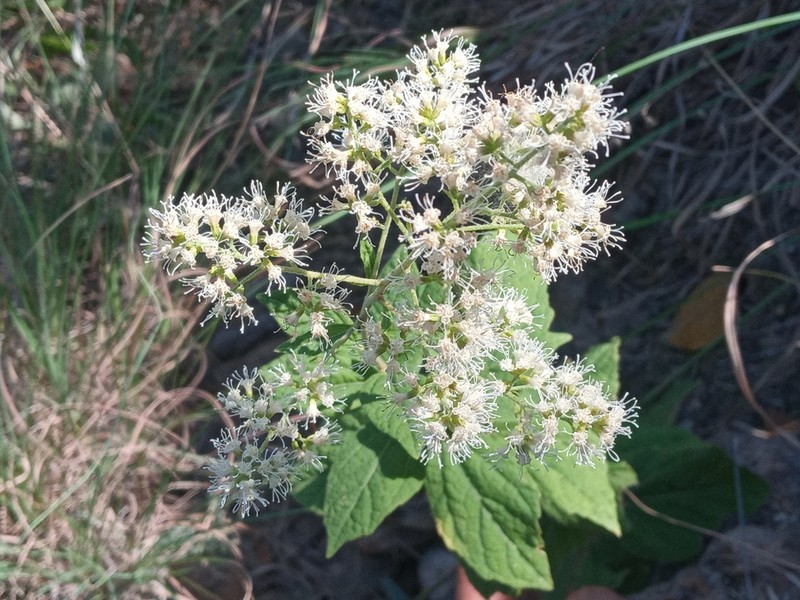 Decachaeta ovatifolia photo 4