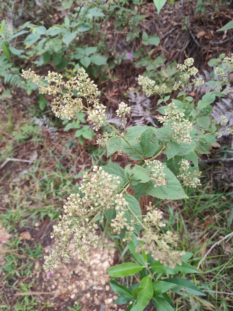 Decachaeta ovatifolia photo 5