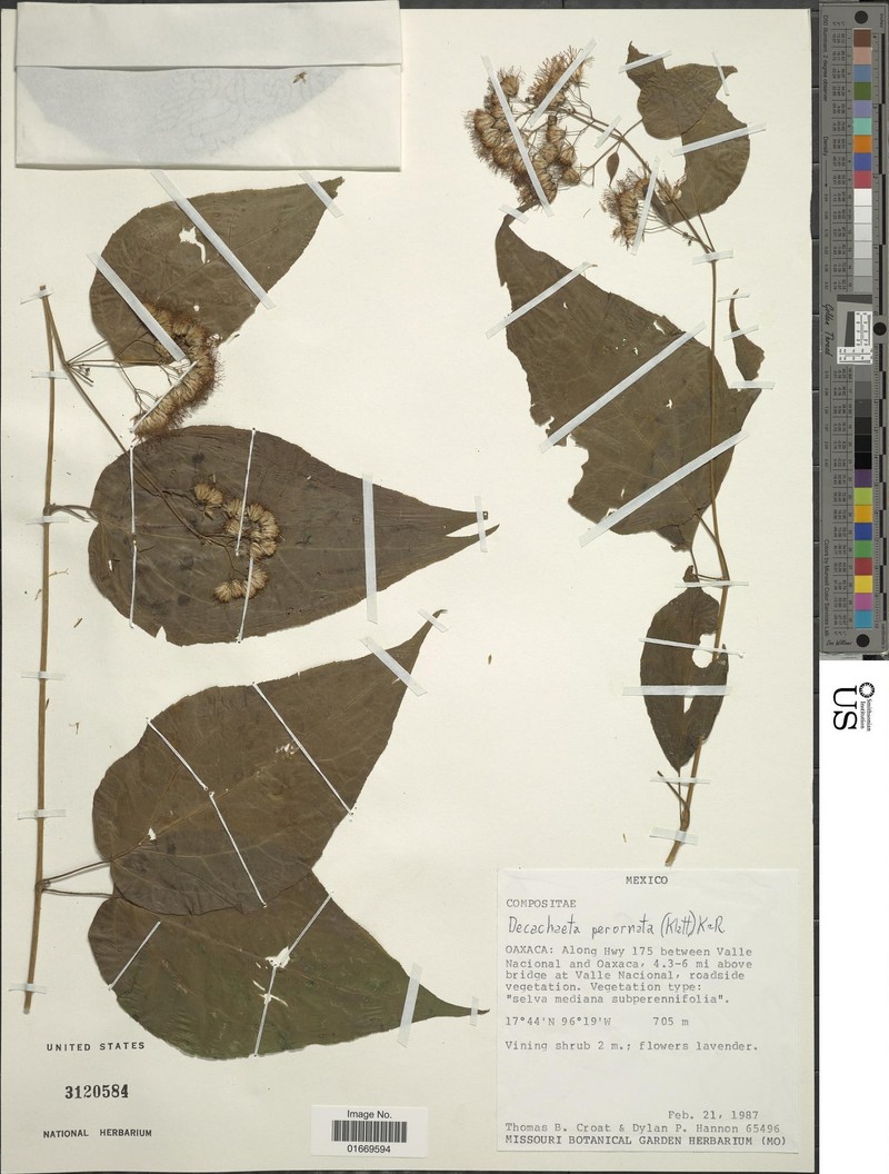 Decachaeta perornata