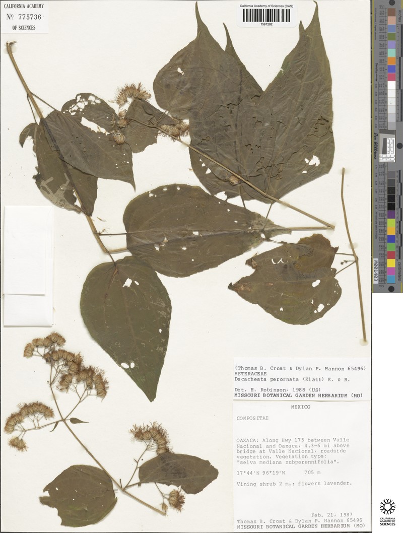 Decachaeta perornata photo 2