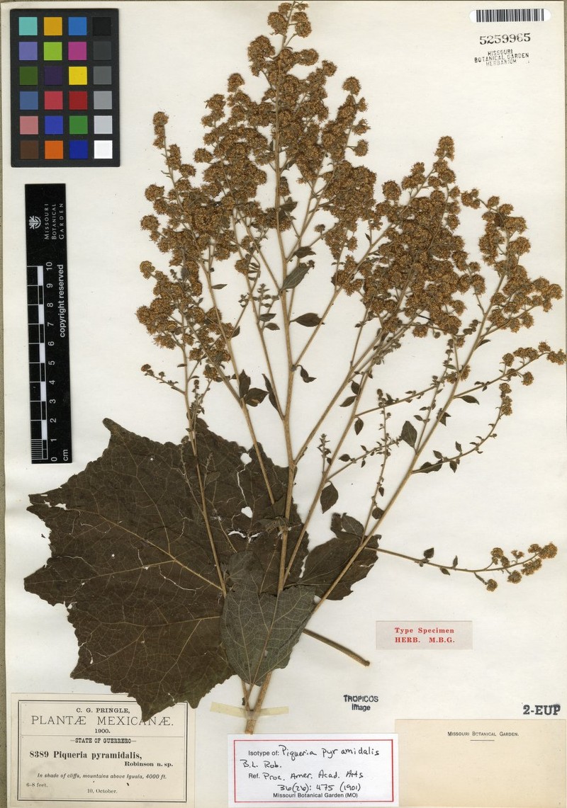 Decachaeta pyramidalis