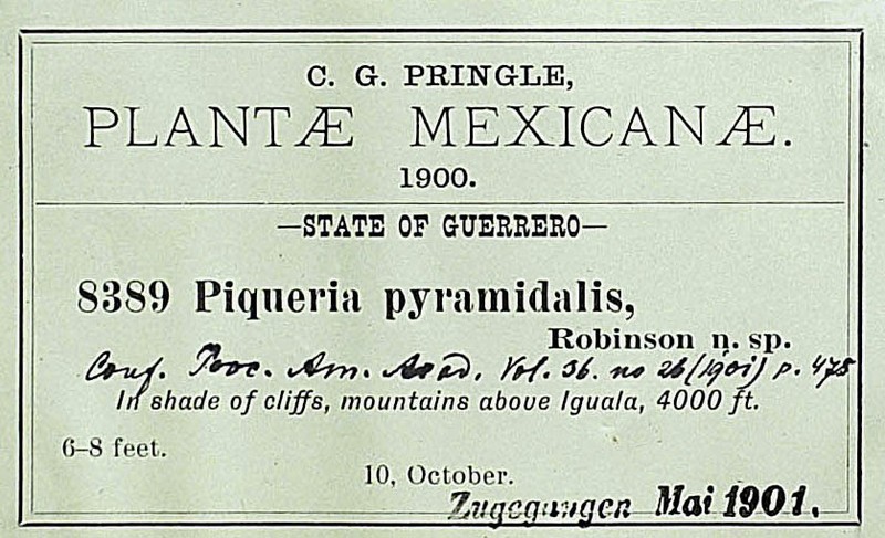 Decachaeta pyramidalis photo 2