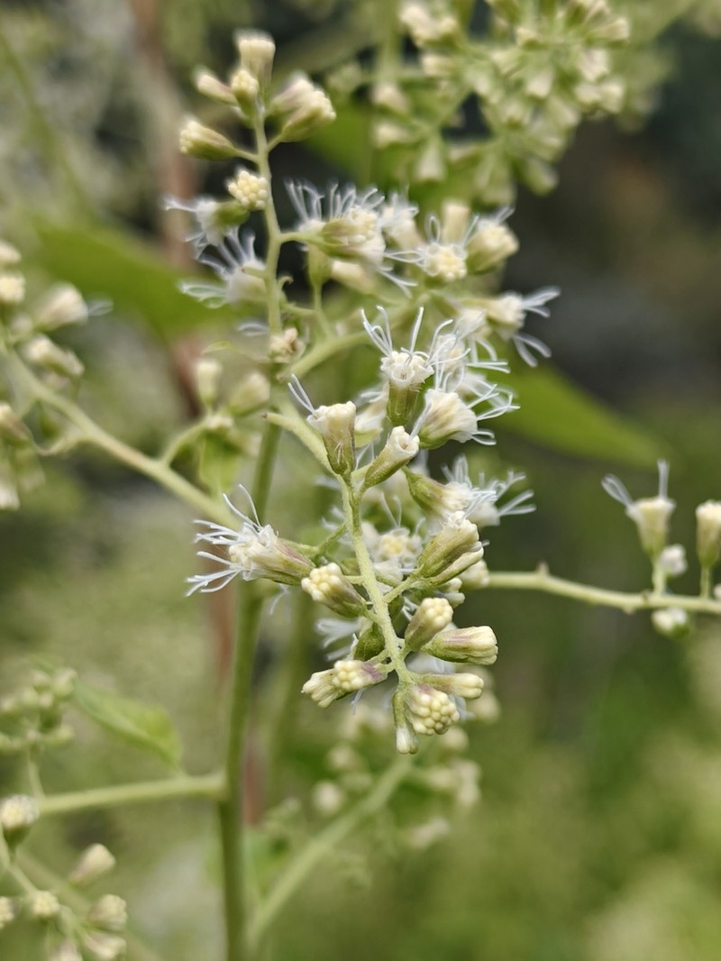 Decachaeta scabrella