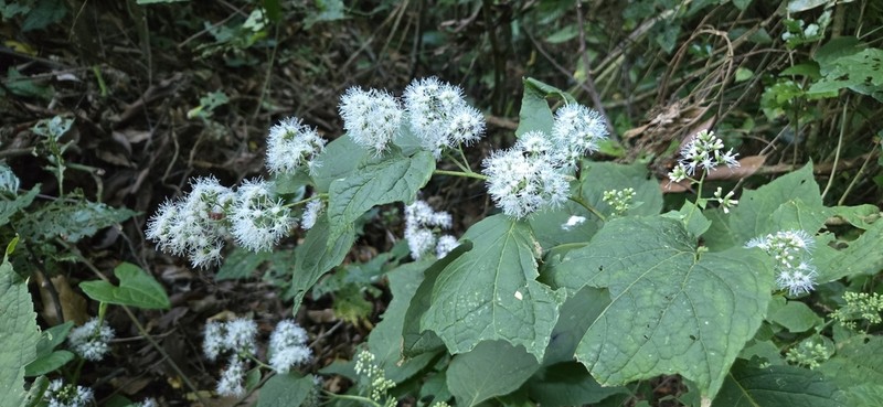 Decachaeta thieleana
