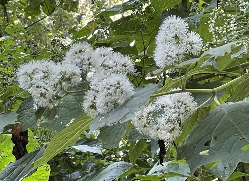 Decachaeta thieleana photo 3