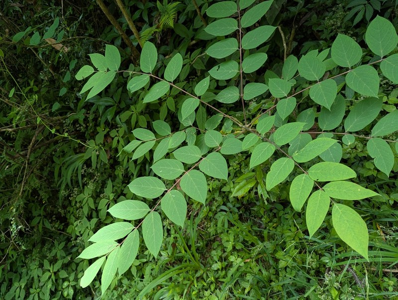 Decaisnea fargesii photo 2