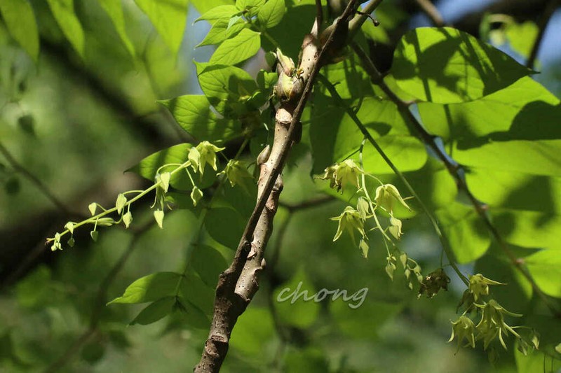 Decaisnea fargesii photo 3