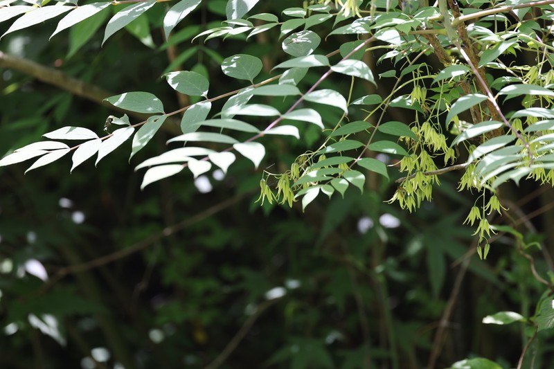 Decaisnea fargesii photo 4