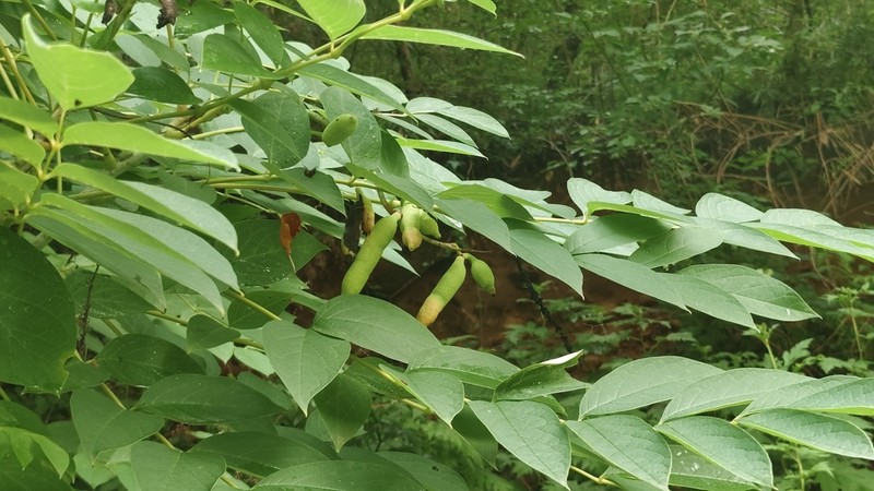 Decaisnea fargesii photo 5