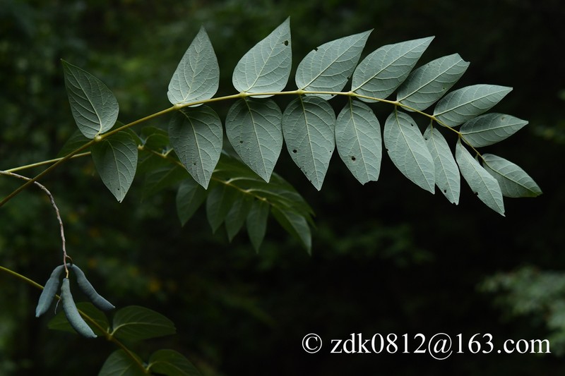 Decaisnea fargesii photo 6