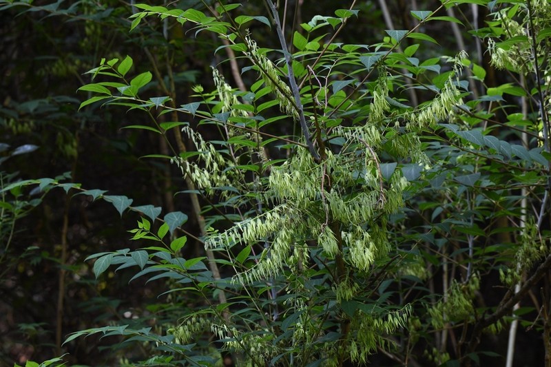 Decaisnea fargesii photo 7