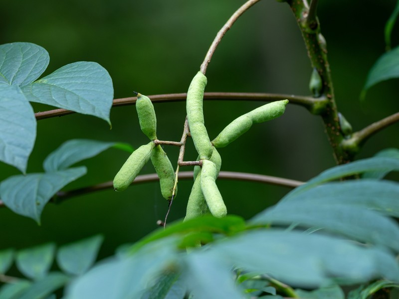 Decaisnea insignis photo 2