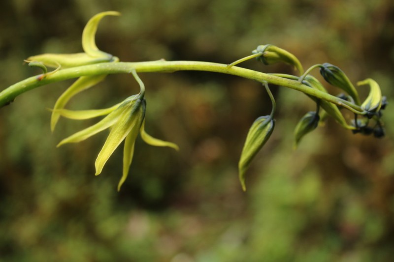 Decaisnea insignis photo 4