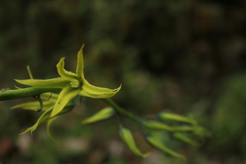 Decaisnea insignis photo 5