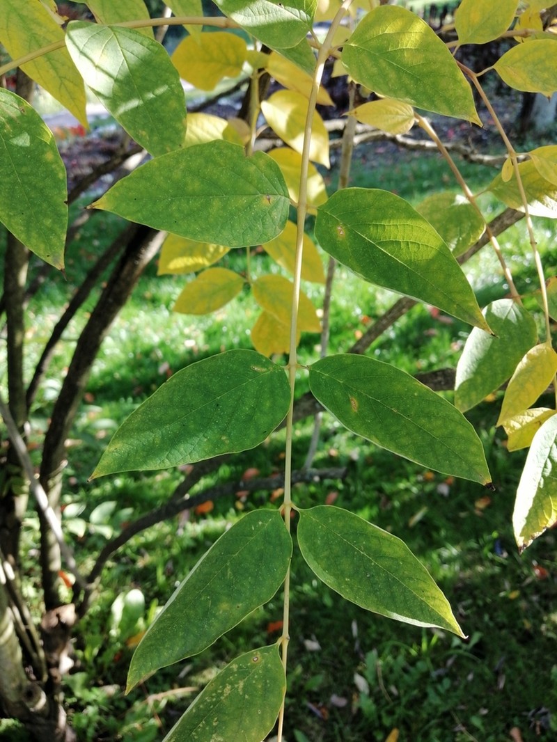 Decaisnea insignis photo 6