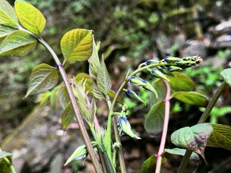 Decaisnea insignis photo 7