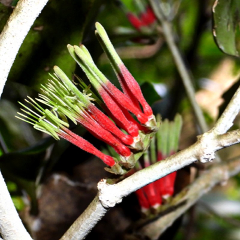 Decaisnina tomentosa