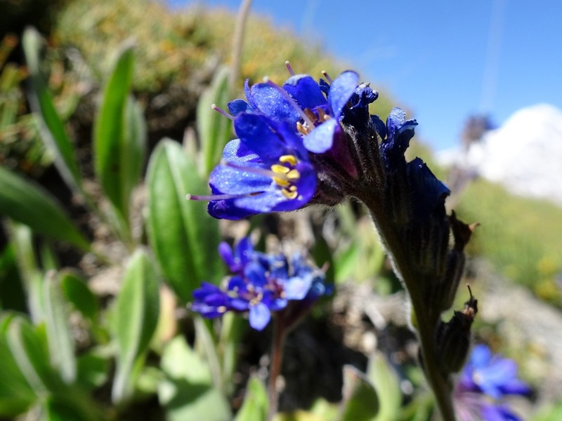 Decalepidanthus echioides
