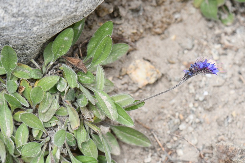 Decalepidanthus echioides photo 2