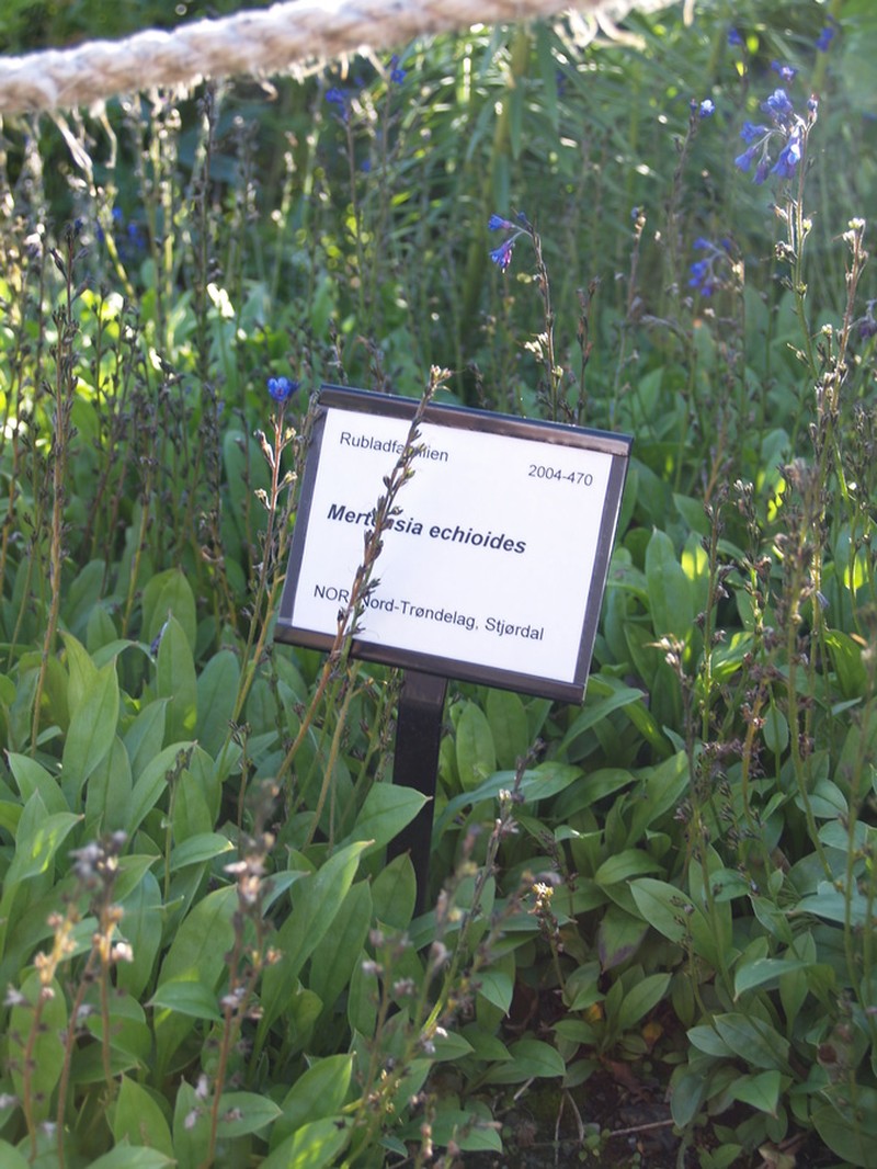 Decalepidanthus echioides photo 3