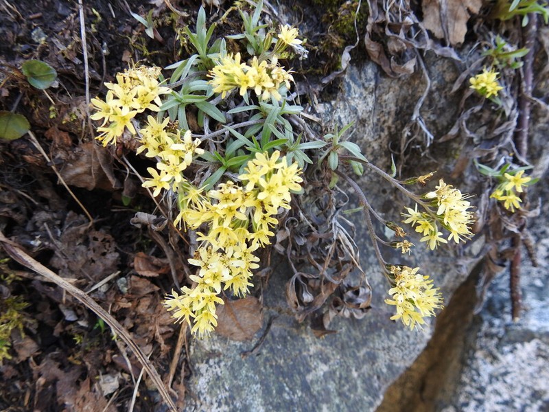 Decalepidanthus flavescens