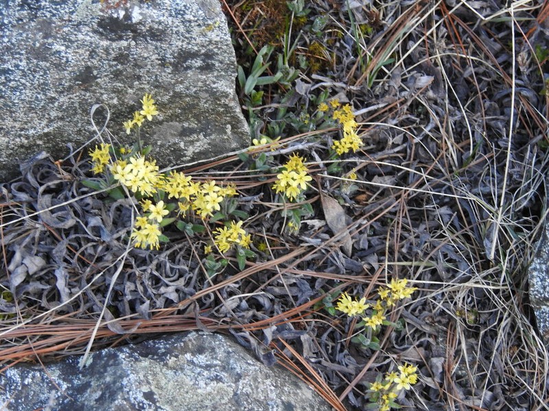 Decalepidanthus flavescens photo 2