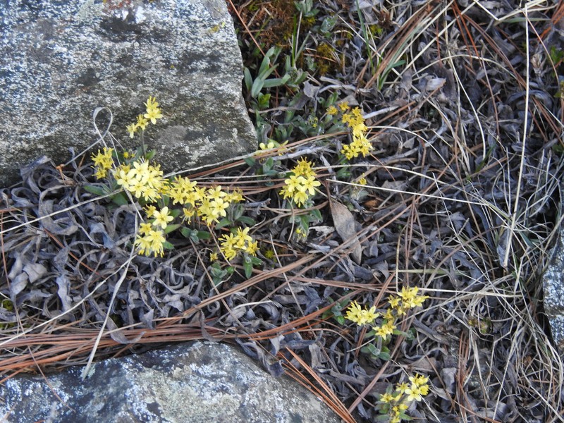 Decalepidanthus flavescens photo 3