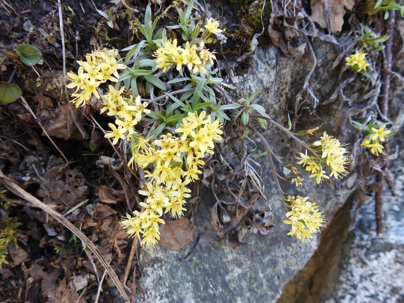 Decalepidanthus flavescens photo 4