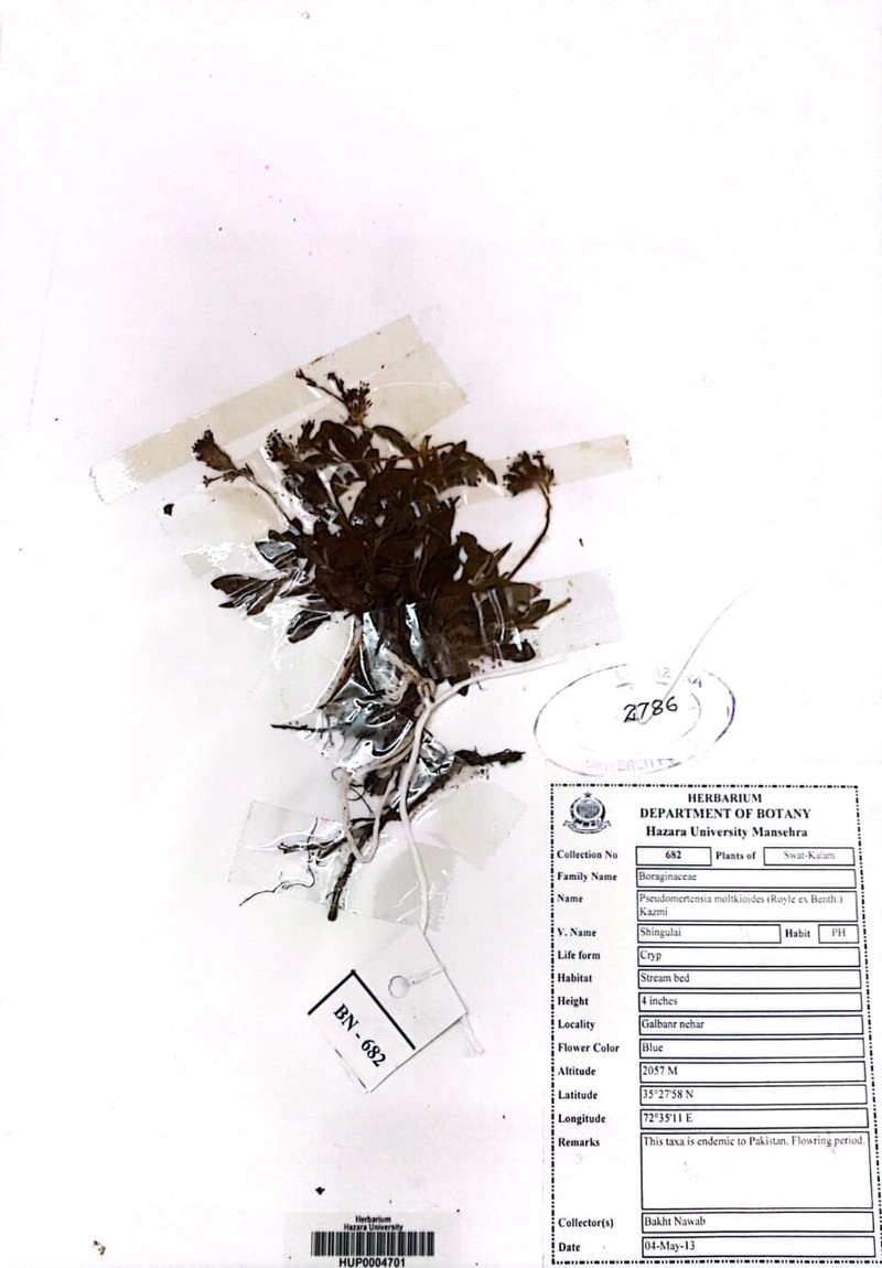 Decalepidanthus moltkioides photo 2