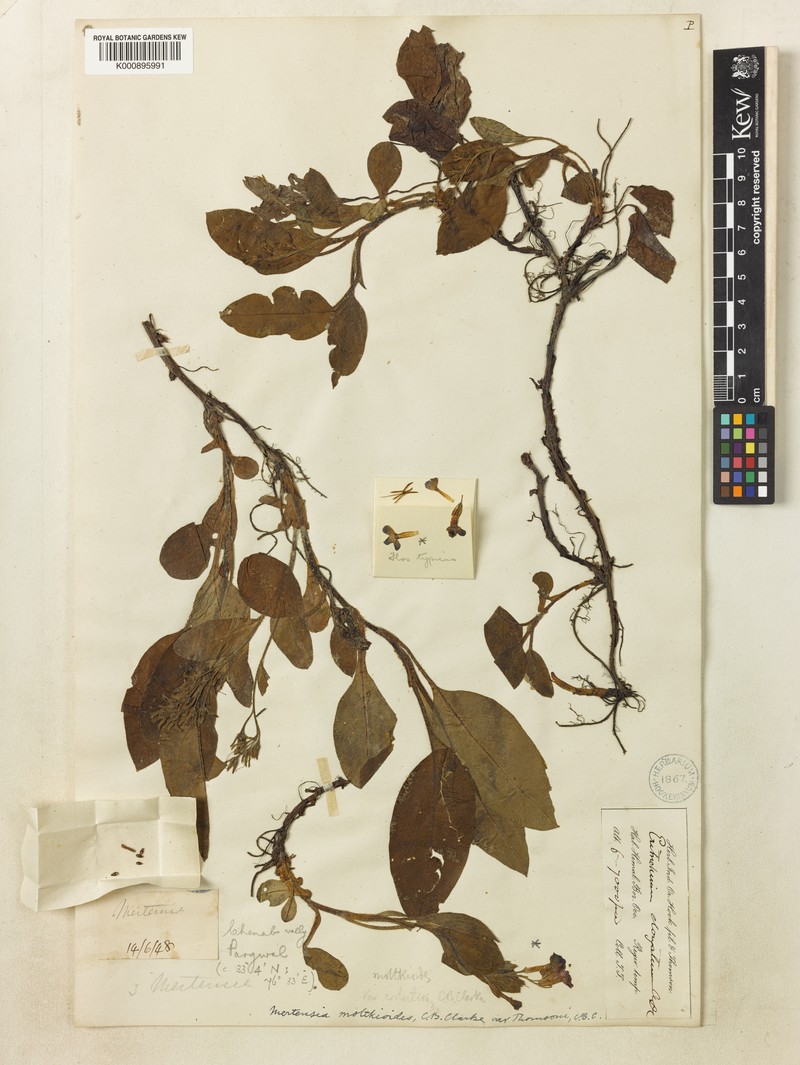 Decalepidanthus moltkioides photo 4