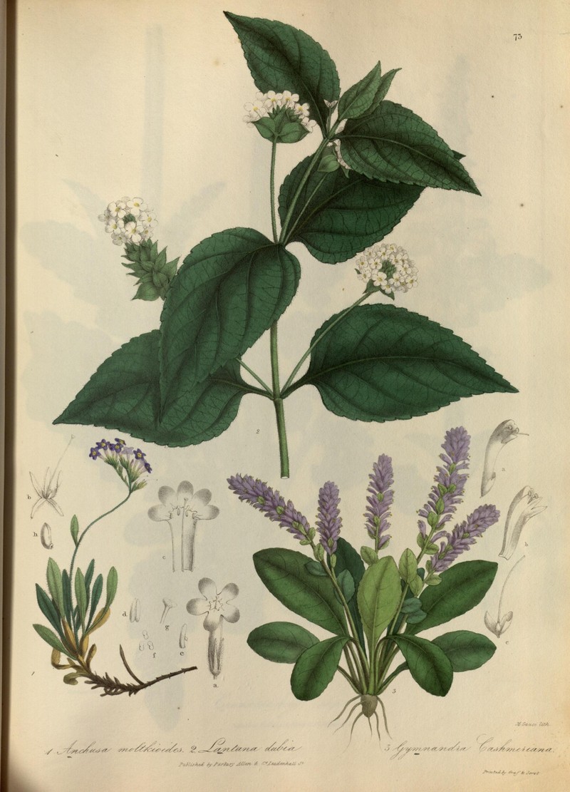 Decalepidanthus moltkioides