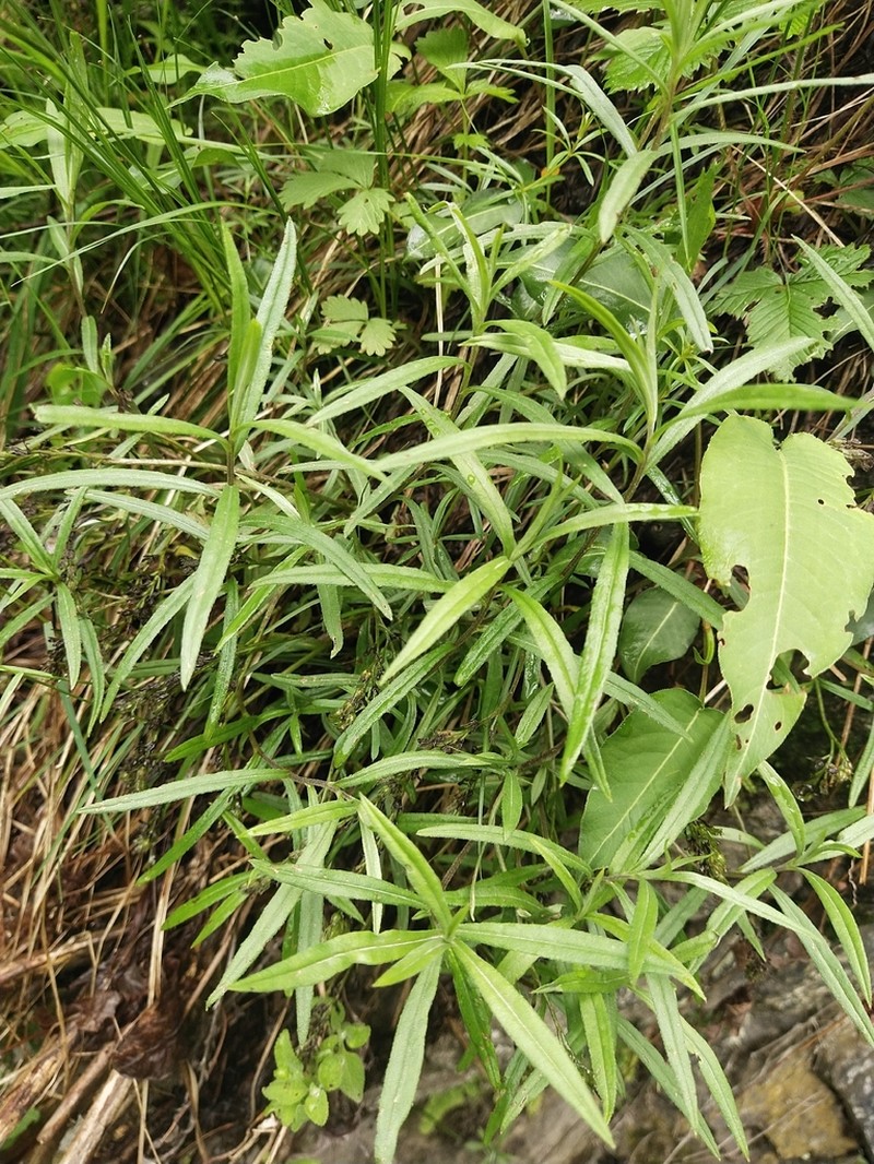 Decalepidanthus parviflorus