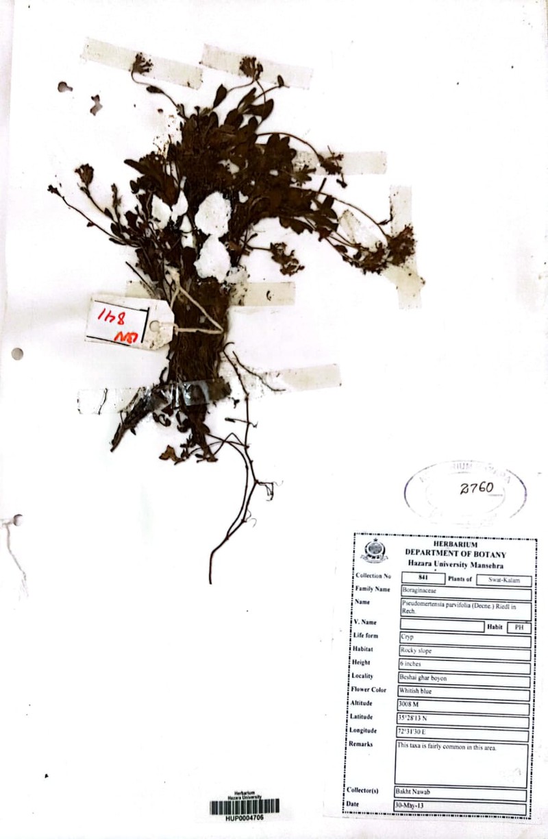 Decalepidanthus parviflorus photo 3