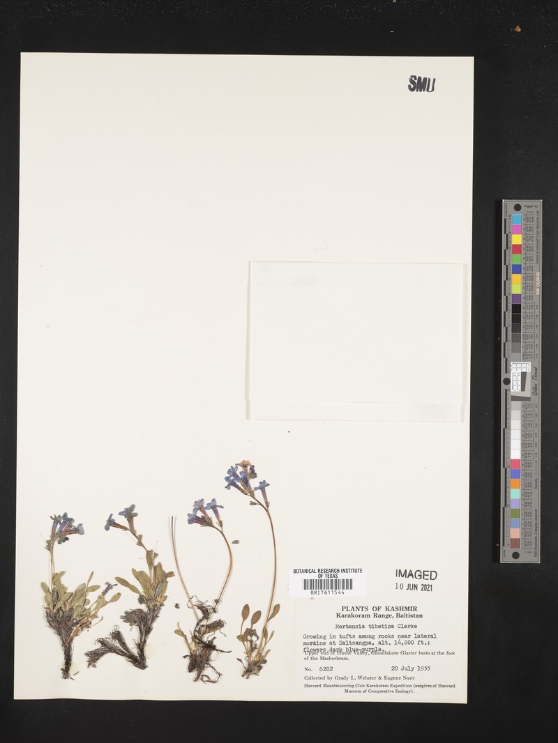 Decalepidanthus primuloides
