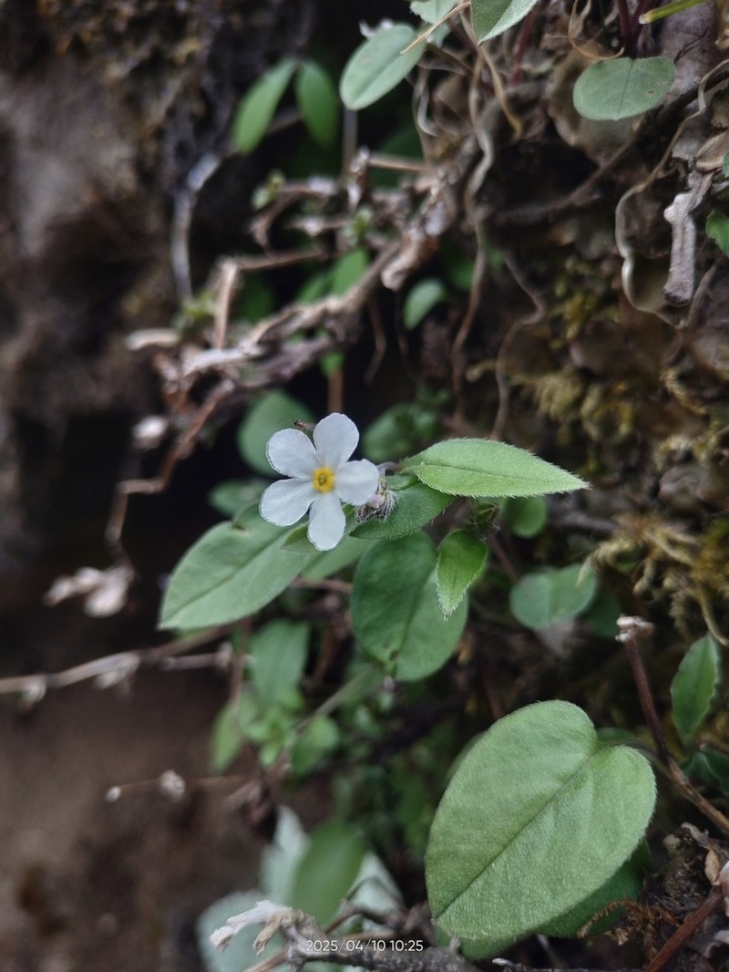 Decalepidanthus racemosus