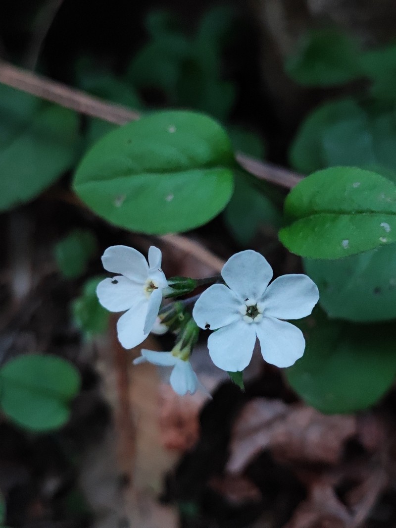 Decalepidanthus racemosus photo 2