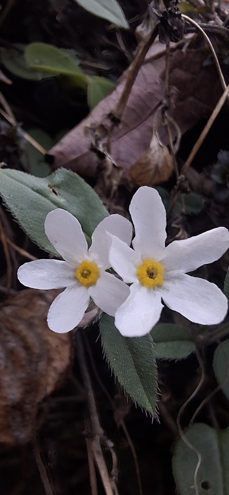 Decalepidanthus racemosus photo 3