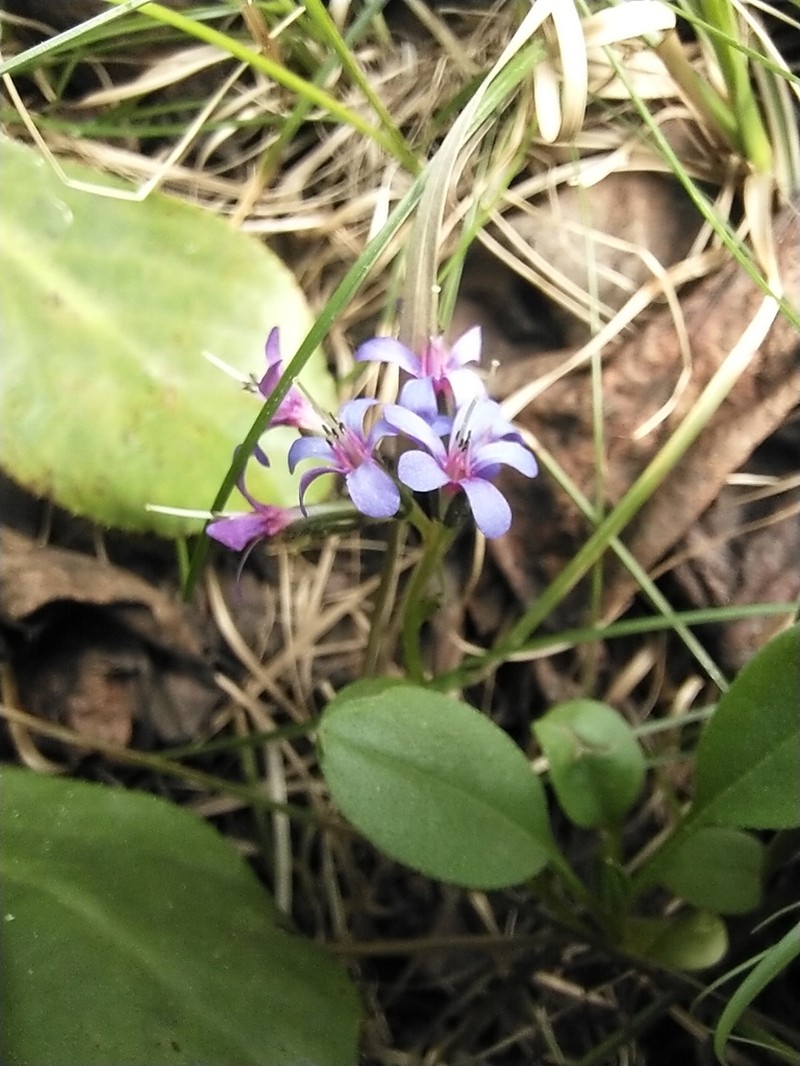 Decalepidanthus trollii